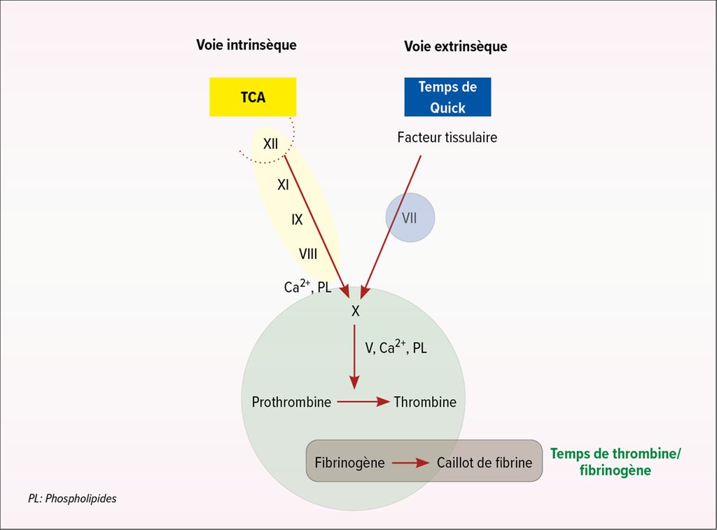 Diagnostic de laboratoire hématologique au médical Contenu en — free download